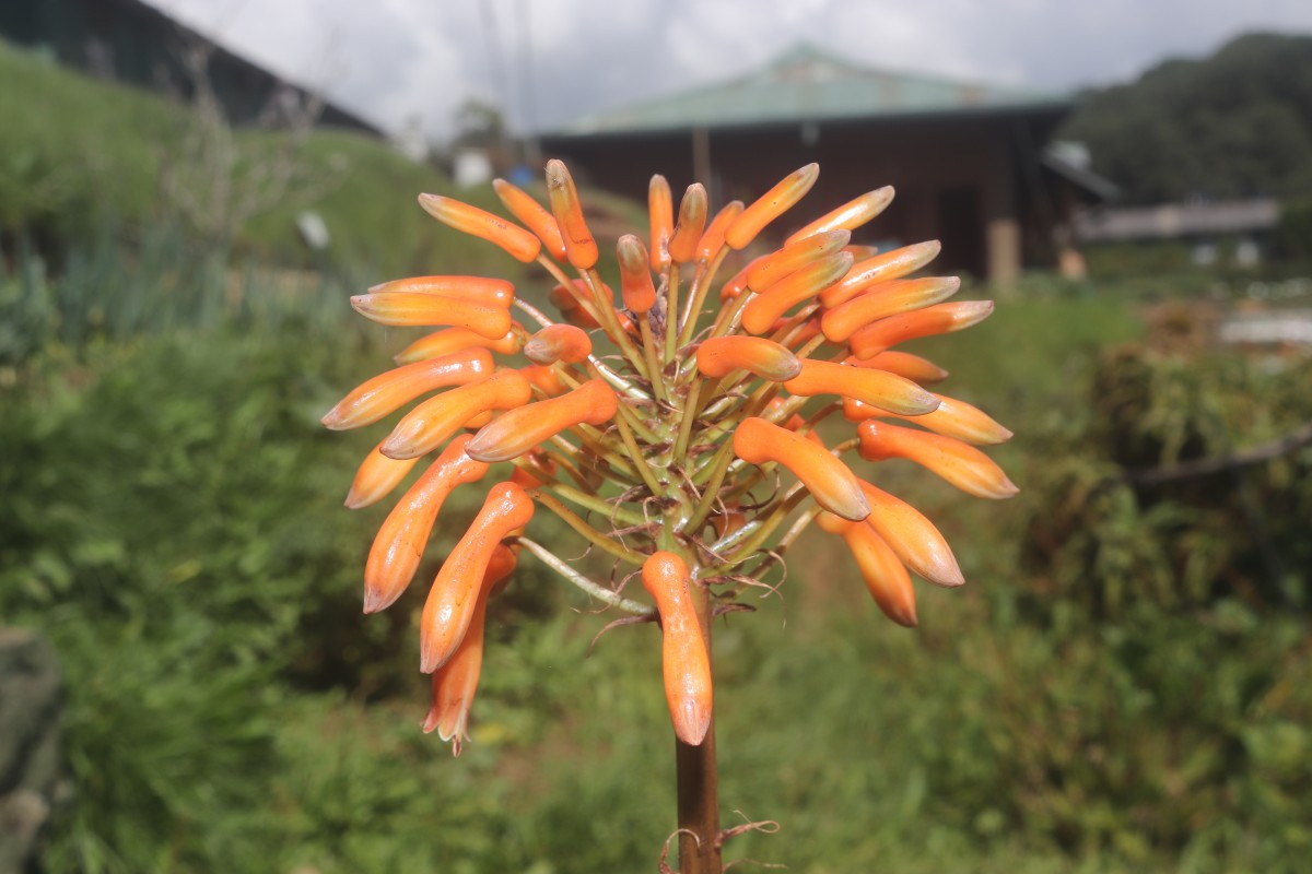 Aloe maculata All.